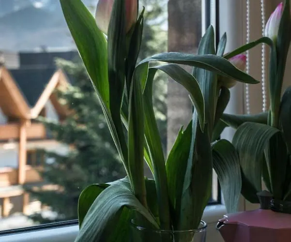 5 Krokow * 자코파네